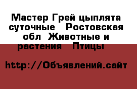 Мастер Грей цыплята суточные - Ростовская обл. Животные и растения » Птицы   